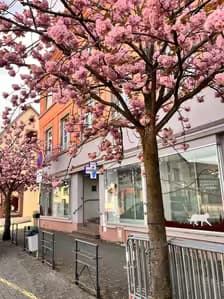 Local professionnel 146 m² – bouxwiller - tres bon etat - lumineux - ideal profession medicale/paramedicale
